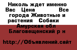 Николь ждет именно Вас › Цена ­ 25 000 - Все города Животные и растения » Собаки   . Амурская обл.,Благовещенский р-н